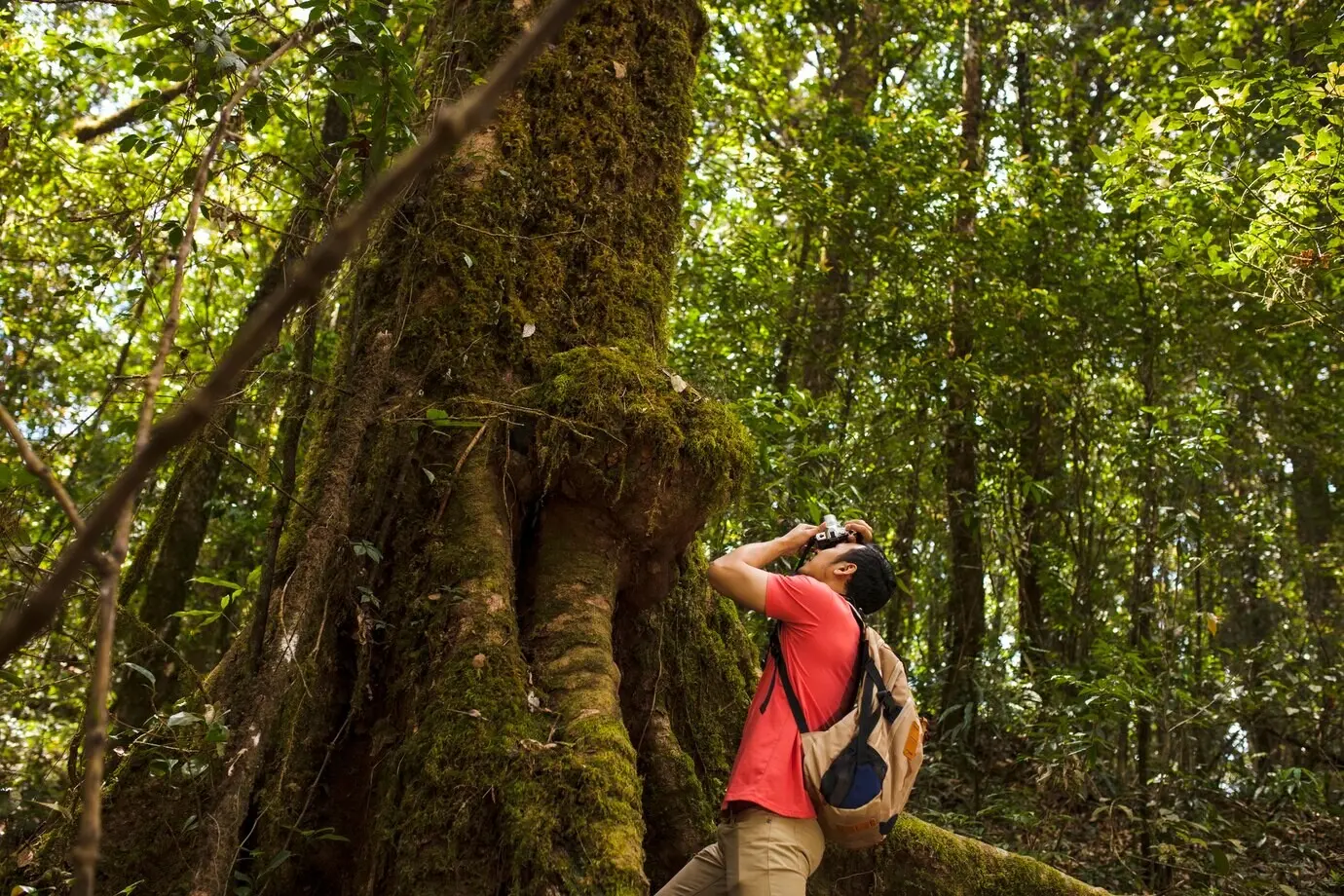 Ein Wanderer fotografiert einen riesigen Baum.